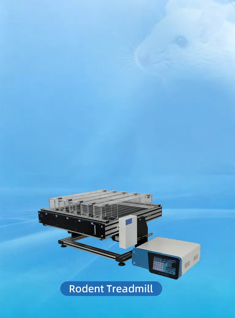 rat treadmill